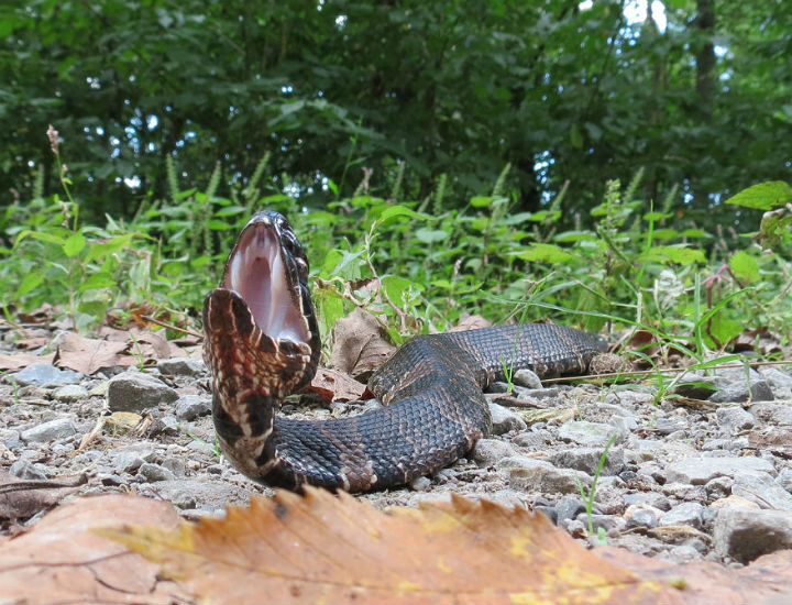 Cottonmouth